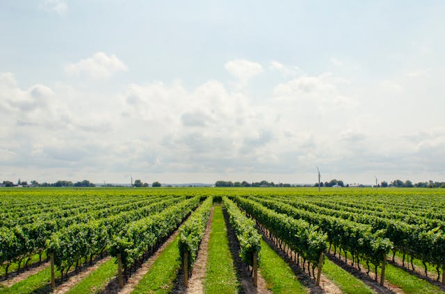 Limburgse wijngaard